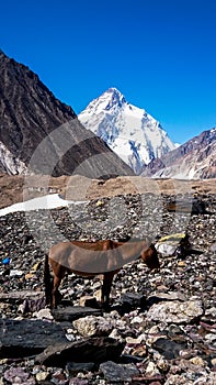 K2 and Broad Peak from Concordia in the Karakorum Mountains