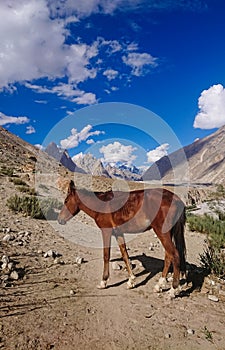 K2 and Broad Peak from Concordia in the Karakorum Mountains Pakistan