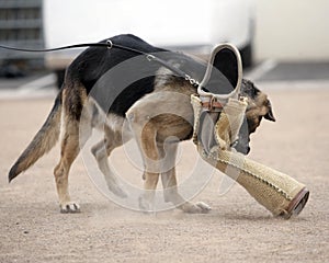 K9 cop attack dog training