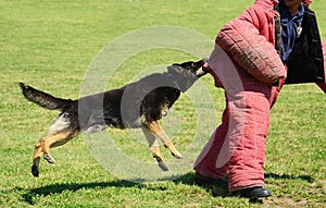 K9 dog in training, attack demonstration