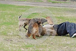 K9 dog training. Attack German and Belgian shepherds. Pets attac