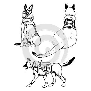 K9 military dogs soldiers in armor vests vector illustration set. Walking German shepherd or belgian malinois