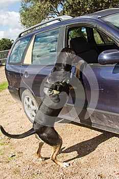 K9 police dog ready to climb on the glass of a car to search for drugs or attack