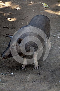 Ka Chuan Village, pig wandering around village