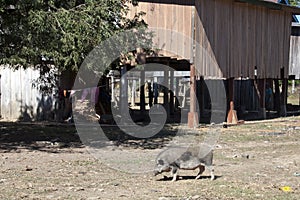 Ka Chuan Village, traditional house of the Tompoun tribe with pig in foreground