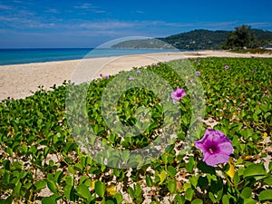 Ka-ron Beach at Phuket , Thailand. White sand beach and clear water with flowers