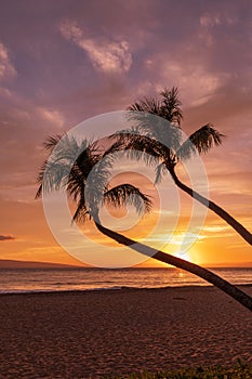 Kaanapali Beach Sunset Maui and palm Trees