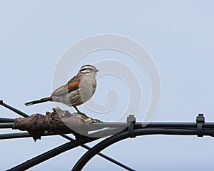 Kaapse Gors, Cape Bunting, Fringillaria capensis photo