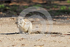 Kaapse grondeekhoorn, Cape Ground Squirrel, Xerus inauris