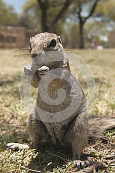 Kaapse grondeekhoorn, Cape Ground Squirrel, Xerus inauris