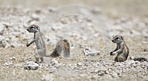 Kaapse grondeekhoorn, Cape Ground Squirrel, Xerus inauris