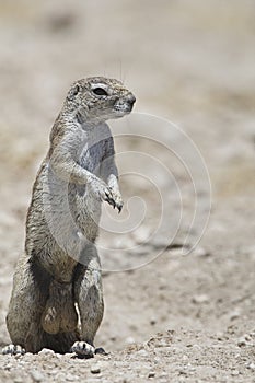 Kaapse grondeekhoorn, Cape Ground Squirrel, Xerus inauris