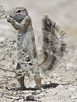 Kaapse grondeekhoorn, Cape Ground Squirrel, Xerus inauris