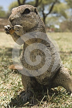 Kaapse grondeekhoorn, Cape Ground Squirrel, Xerus inauris