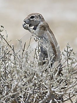 Kaapse grondeekhoorn, Cape Ground Squirrel, Xerus inauris