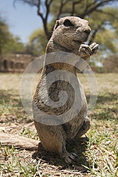 Kaapse grondeekhoorn, Cape Ground Squirrel, Xerus inauris