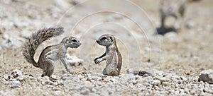 Kaapse grondeekhoorn, Cape Ground Squirrel, Xerus inauris