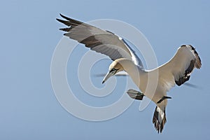 Kaapse Jan-van-gent, Cape Gannet, Morus capensis