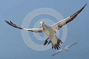 Kaapse Jan-van-gent, Cape Gannet, Morus capensis