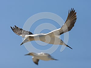 Kaapse Jan-van-gent, Cape Gannet, Morus capensis