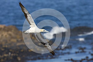 Kaapse Jan-van-gent, Cape Gannet, Morus capensis