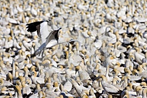 Kaapse Jan-van-gent, Cape Gannet, Morus capensis