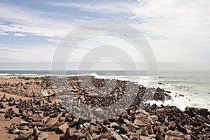 Kaapse pelsrob, Cape Fur Seal, Arctocephalus pusillus