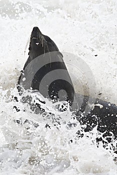 Kaapse pelsrob, Cape Fur Seal, Arctocephalus pusillus