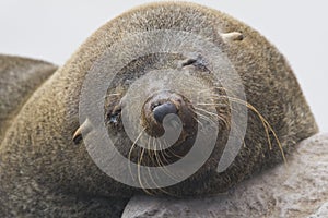 Kaapse pelsrob, Cape Fur Seal, Arctocephalus pusillus