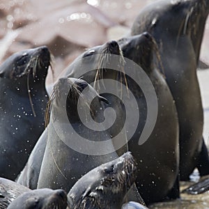 Kaapse pelsrob, Cape Fur Seal, Arctocephalus pusillus