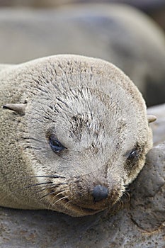 Kaapse pelsrob, Cape Fur Seal, Arctocephalus pusillus