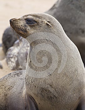 Kaapse pelsrob, Cape Fur Seal, Arctocephalus pusillus