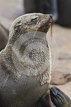 Kaapse pelsrob, Cape Fur Seal, Arctocephalus pusillus