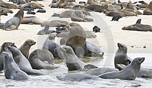 Kaapse pelsrob, Cape Fur Seal, Arctocephalus pusillus