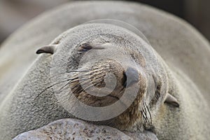 Kaapse pelsrob, Cape Fur Seal, Arctocephalus pusillus