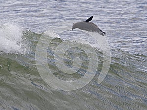 Kaapse pelsrob, Cape Fur Seal, Arctocephalus pusillus