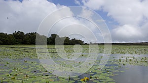 Kaas plateau, Kumudini lake field with water lilies