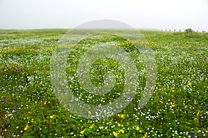 Kaas Plateau Valley of flowers. Horizontal view