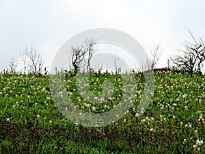 Kaas Plateau - Valley of flowers in Maharashtra, India