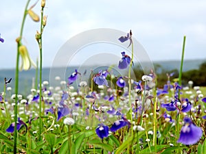 Kaas Plateau - Valley of flowers in Maharashtra, India