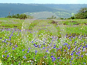 Kaas Plateau - Valley of flowers in Maharashtra, India