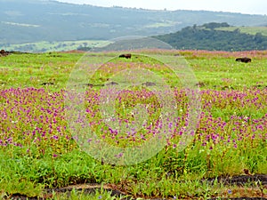 Kaas Plateau - Valley of flowers in Maharashtra, India