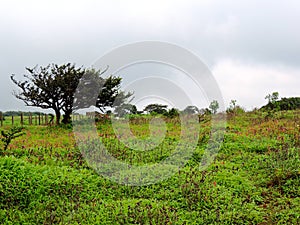 Kaas Plateau - Valley of flowers in Maharashtra, India