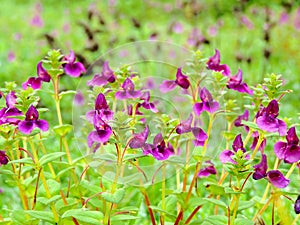 Kaas Plateau - Valley of flowers in Maharashtra, India