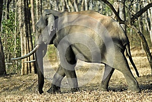 Kabani Bull elephant on walk