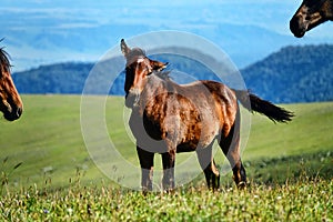 Kabarda horse