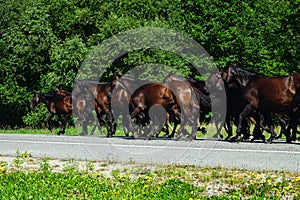 Kabarda horse