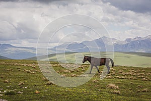 Kabarda horse, Caucasian breed horse, galoping through the grasslands of Javakheti Plateau, Georgia