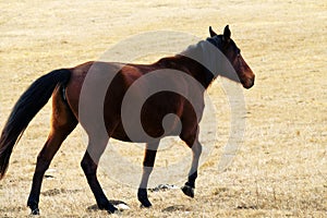 Kabardian breed of riding horses