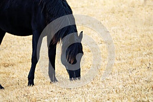 Kabardian breed of riding horses